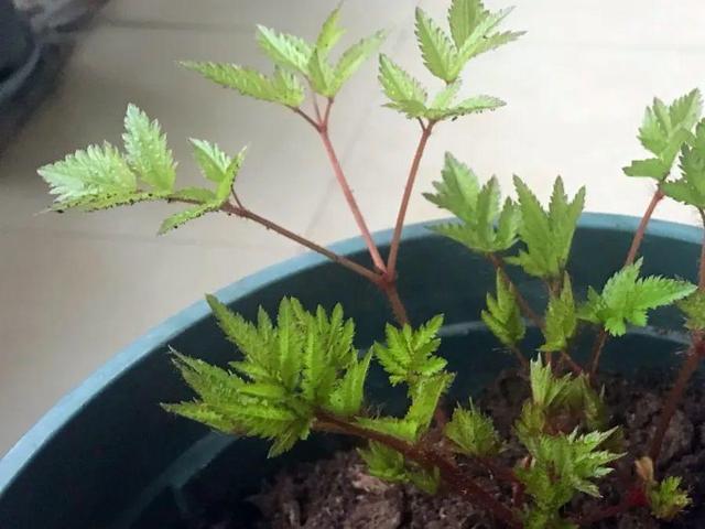 今年流行的小众花，颜值高气质佳，养一盆就够了