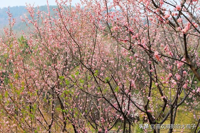 北京：植物园春花竞相开放，迎来最美春色