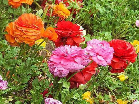 “芹菜花”听名字土气，开花胜牡丹花，层层叠叠的花瓣还是外国货