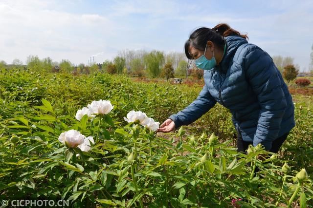 江苏淮安:百种牡丹清明花开迎客“花季”产业扶贫助农增收 江苏淮安:百种牡丹清明花开迎客“花季”产业扶贫助农增收