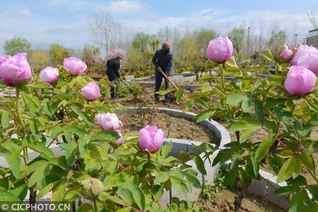 江苏淮安:百种牡丹清明花开迎客“花季”产业扶贫助农增收 江苏淮安:百种牡丹清明花开迎客“花季”产业扶贫助农增收