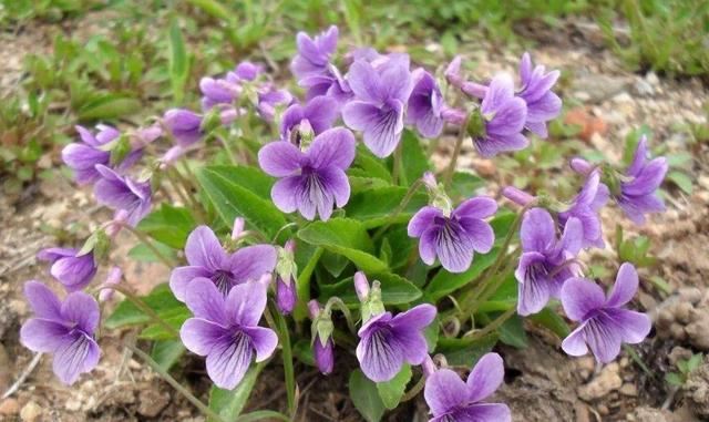 山间一种野草，花色特别是紫花，价值高遇到要珍惜