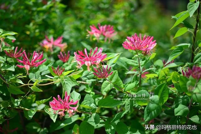 园丁随笔:原来我种了那么多年的金银花是棵红白忍冬 园丁随笔:原来我种了那么多年的金银花是棵红白忍冬