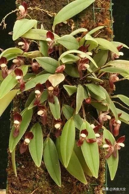 古树开花，别样的风韵！