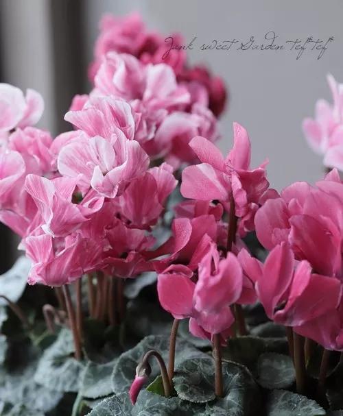 花期200天！年年开爆、年年复花，猜猜你认识她吗？