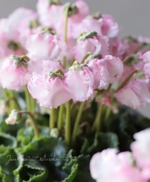 花期200天！年年开爆、年年复花，猜猜你认识她吗？