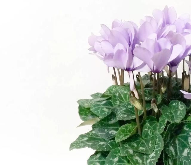 花期200天！年年开爆、年年复花，猜猜你认识她吗？