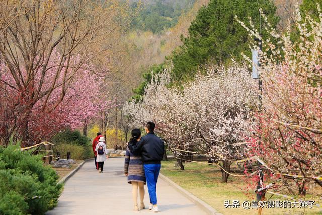 北京：植物园春花竞相开放，迎来最美春色