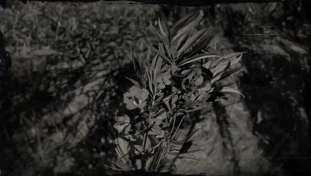 连花蜜都有毒的夹竹桃，凭什么能在南方城市“烂大街”