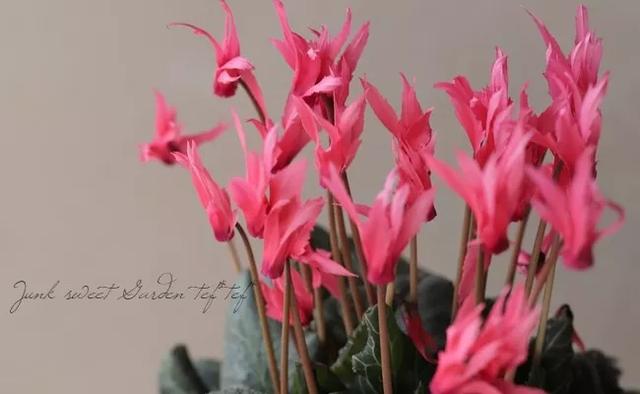 花期200天！年年开爆、年年复花，猜猜你认识她吗？