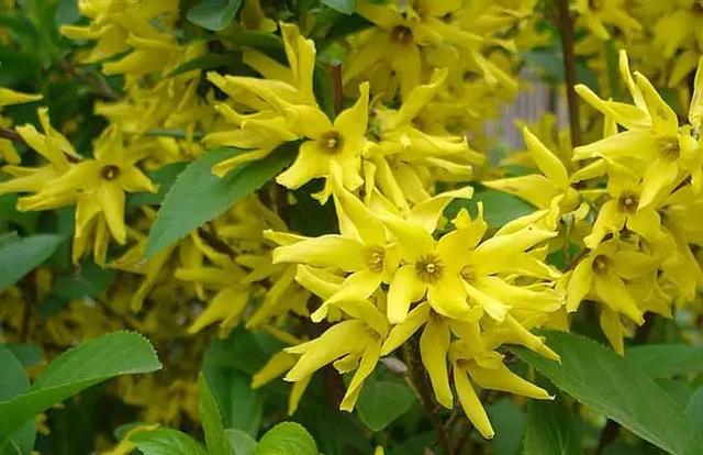 植物，那些你踩过的坑，那些你读错的字