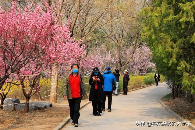北京：植物园春花竞相开放，迎来最美春色