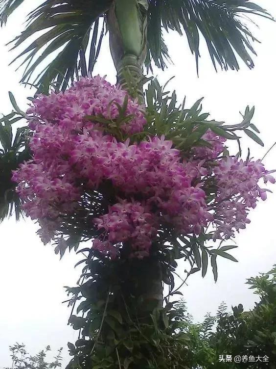 古树开花，别样的风韵！