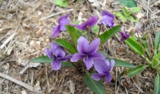 山间一种野草，花色特别是紫花，价值高遇到要珍惜