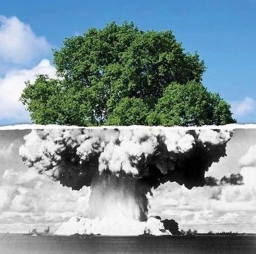 连花蜜都有毒的夹竹桃，凭什么能在南方城市“烂大街”