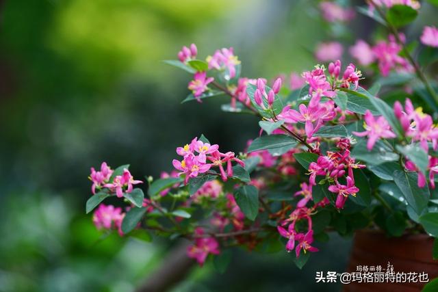 园丁随笔:原来我种了那么多年的金银花是棵红白忍冬 园丁随笔:原来我种了那么多年的金银花是棵红白忍冬