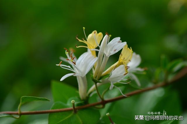 园丁随笔:原来我种了那么多年的金银花是棵红白忍冬 园丁随笔:原来我种了那么多年的金银花是棵红白忍冬