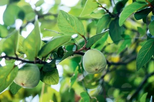 植物，那些你踩过的坑，那些你读错的字