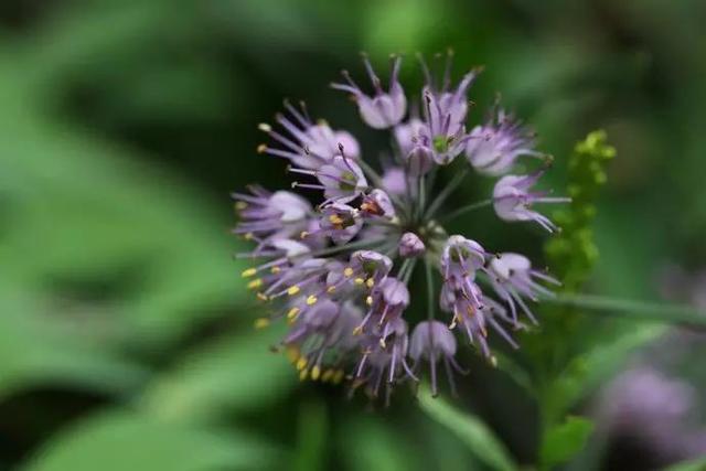 植物，那些你踩过的坑，那些你读错的字