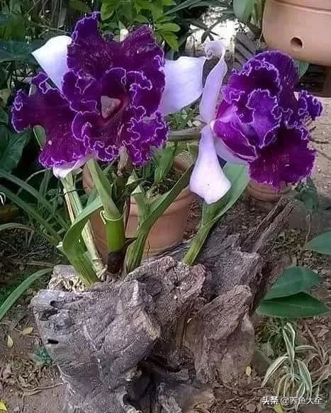 古树开花，别样的风韵！