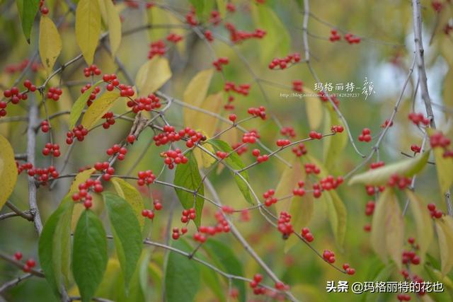 园丁随笔:原来我种了那么多年的金银花是棵红白忍冬 园丁随笔:原来我种了那么多年的金银花是棵红白忍冬