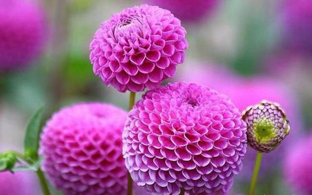一种好养的“地瓜花”，枝头全是大花球，花色艳丽堪比牡丹