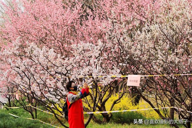 北京：植物园春花竞相开放，迎来最美春色