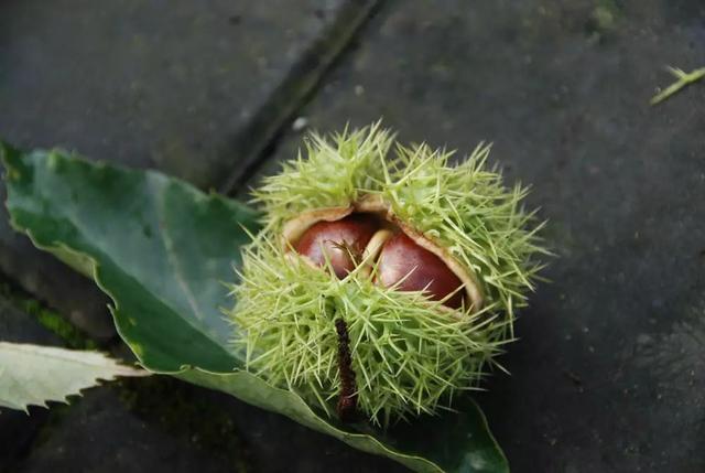 植物，那些你踩过的坑，那些你读错的字