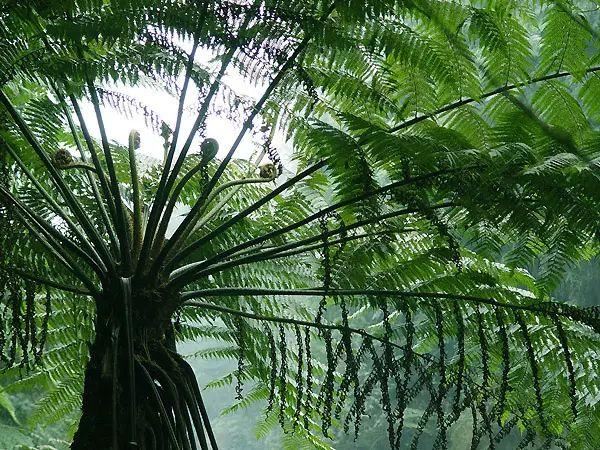 植物，那些你踩过的坑，那些你读错的字