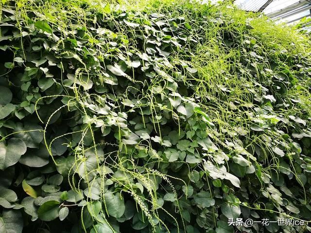 一周能长一米，外国人头疼不已的入侵植物，引进国内被端上餐桌