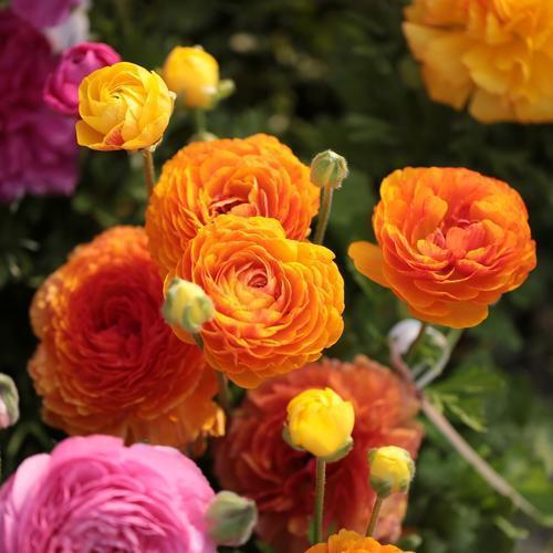 “芹菜花”听名字土气，开花胜牡丹花，层层叠叠的花瓣还是外国货
