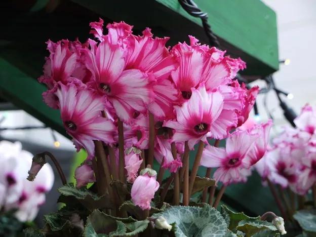 花期200天！年年开爆、年年复花，猜猜你认识她吗？