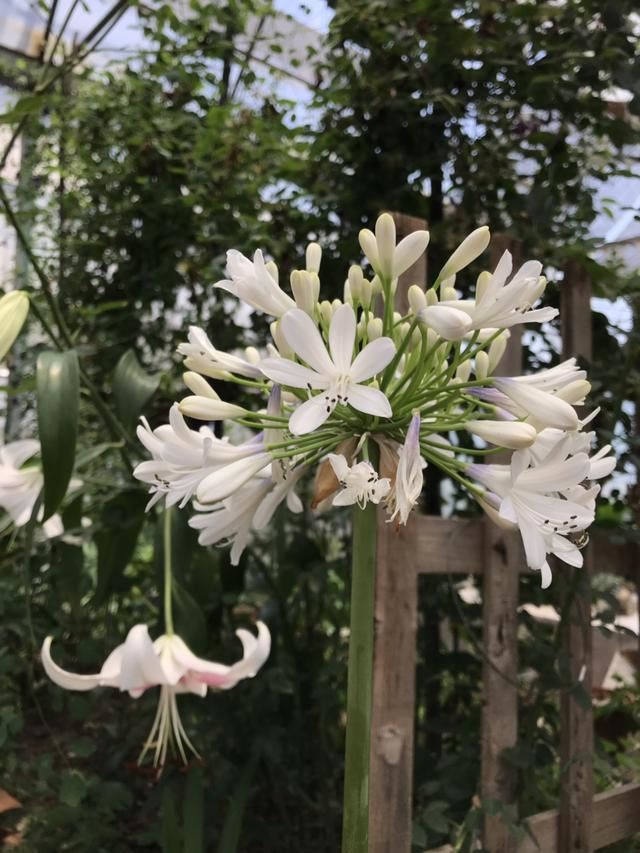 百子莲的养护