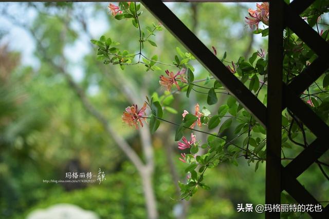 园丁随笔:原来我种了那么多年的金银花是棵红白忍冬 园丁随笔:原来我种了那么多年的金银花是棵红白忍冬