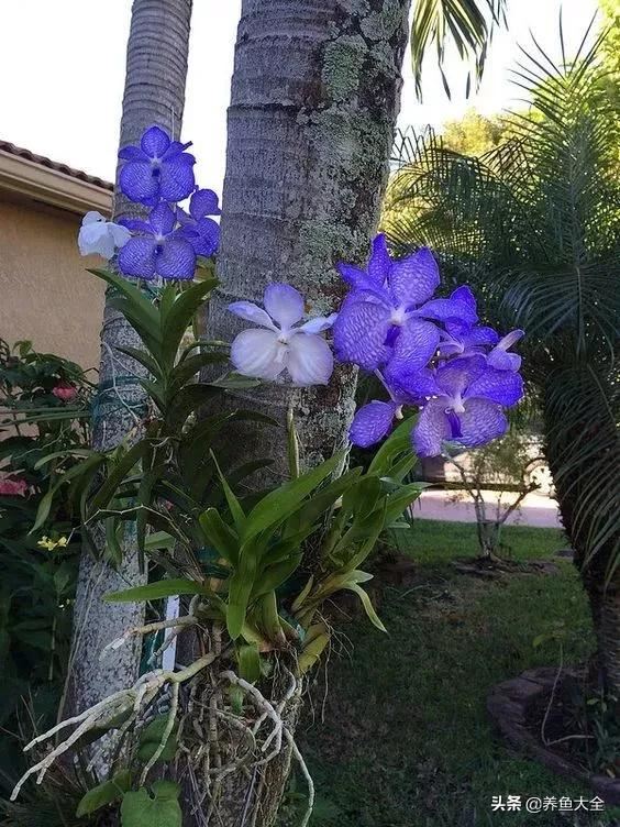 古树开花，别样的风韵！