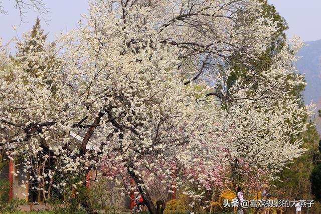 北京：植物园春花竞相开放，迎来最美春色