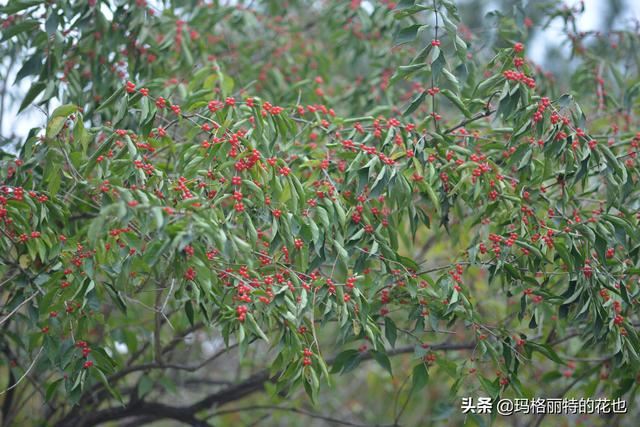 园丁随笔:原来我种了那么多年的金银花是棵红白忍冬 园丁随笔:原来我种了那么多年的金银花是棵红白忍冬