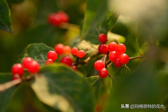 园丁随笔:原来我种了那么多年的金银花是棵红白忍冬 园丁随笔:原来我种了那么多年的金银花是棵红白忍冬