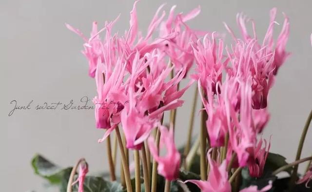 花期200天！年年开爆、年年复花，猜猜你认识她吗？
