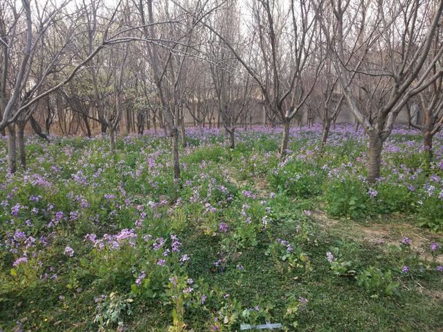 奥林匹克公园的春色