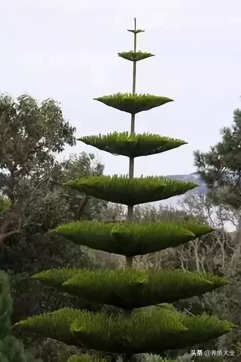 古树开花，别样的风韵！