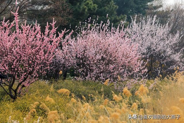 北京：植物园春花竞相开放，迎来最美春色