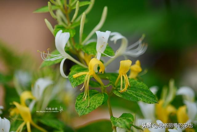 园丁随笔:原来我种了那么多年的金银花是棵红白忍冬 园丁随笔:原来我种了那么多年的金银花是棵红白忍冬