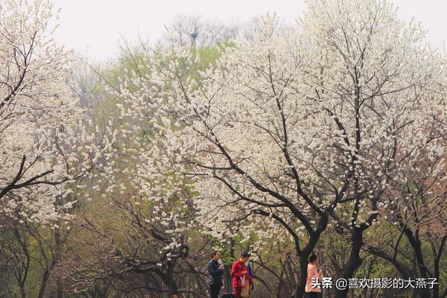 北京：植物园春花竞相开放，迎来最美春色
