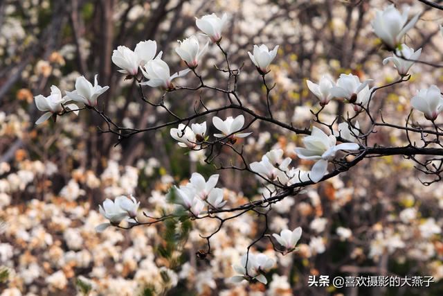 北京：植物园春花竞相开放，迎来最美春色