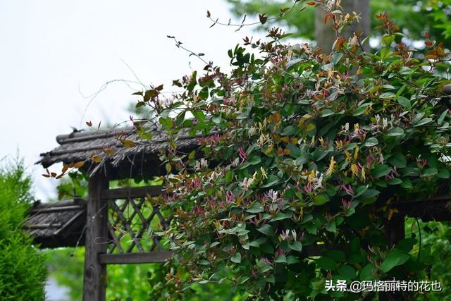 园丁随笔:原来我种了那么多年的金银花是棵红白忍冬 园丁随笔:原来我种了那么多年的金银花是棵红白忍冬