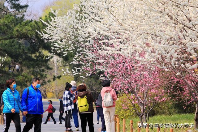 北京：植物园春花竞相开放，迎来最美春色
