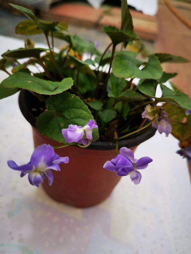长在草坪的紫花堇菜，叶子纤弱花玲珑，馋得立马挖回家