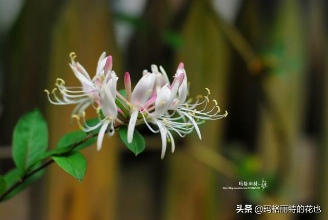 园丁随笔:原来我种了那么多年的金银花是棵红白忍冬 园丁随笔:原来我种了那么多年的金银花是棵红白忍冬