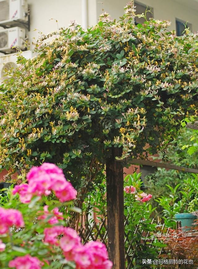 园丁随笔:原来我种了那么多年的金银花是棵红白忍冬 园丁随笔:原来我种了那么多年的金银花是棵红白忍冬